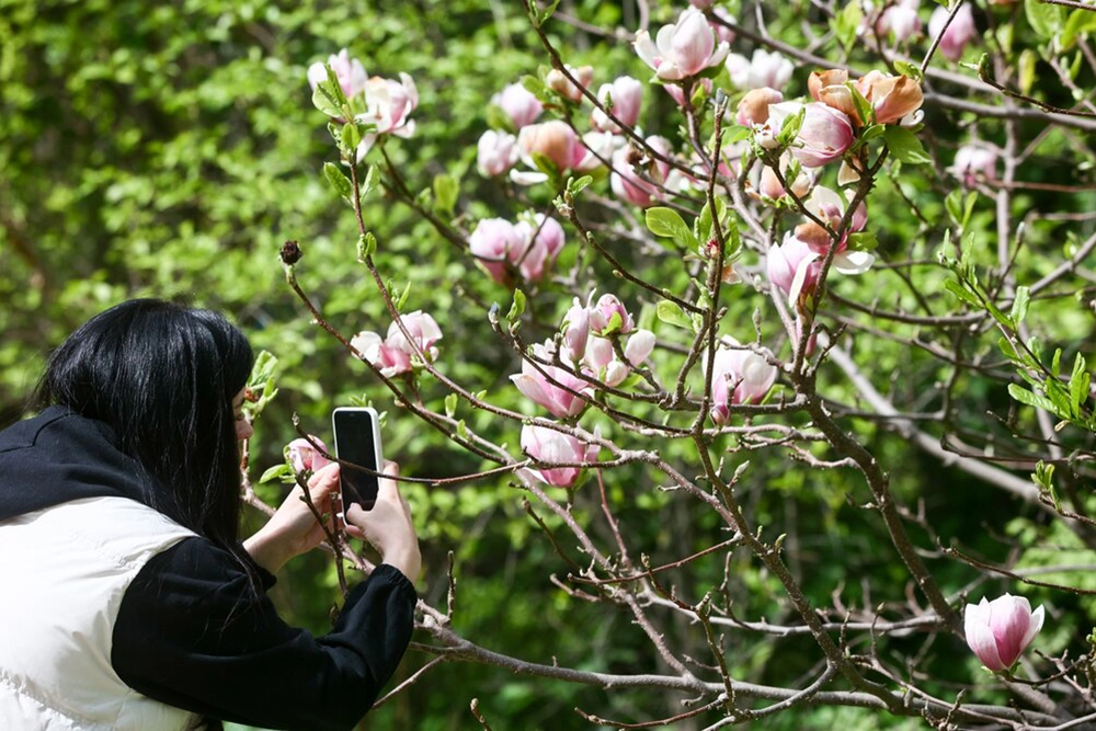 Магнолия в Аптекарском огороде.