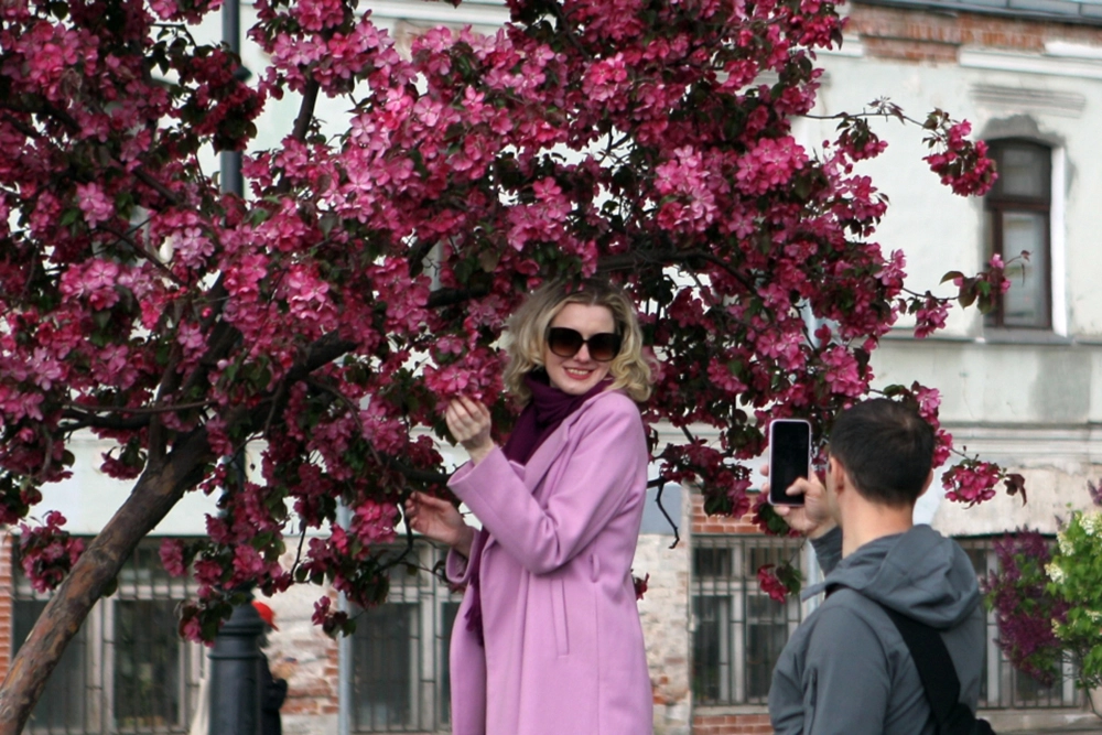 Яблони на Хитровской площади.