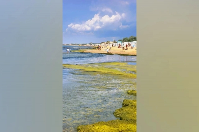 Водоросли плавают вдоль пляжной линии.