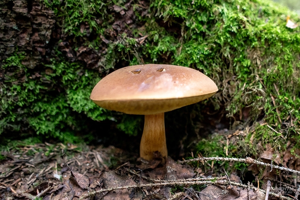 Грибы лучше собирать утром.