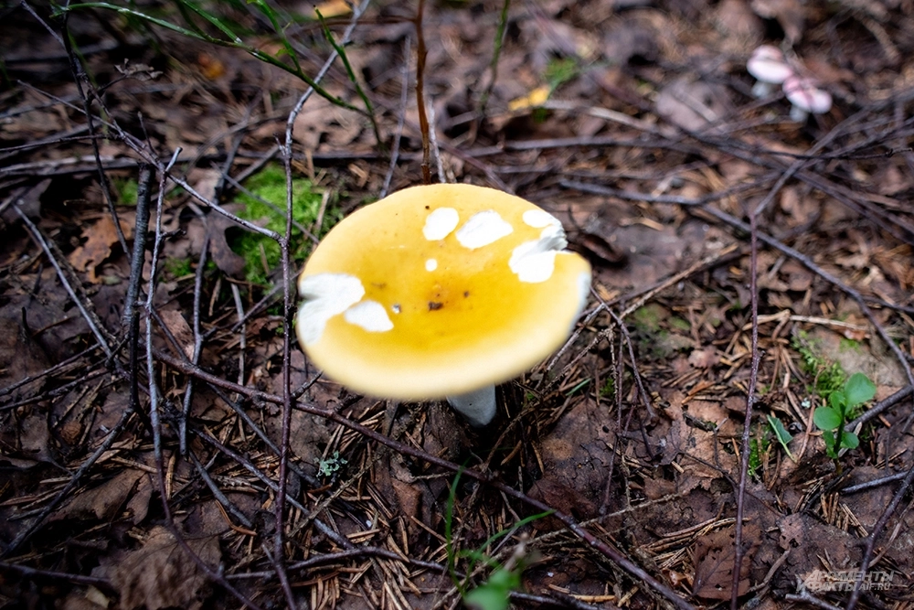 На фото: Сыроежка желтая