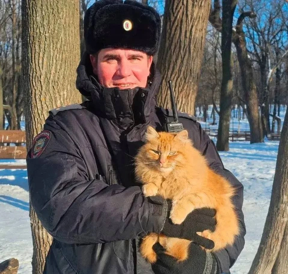 кошки полицейских