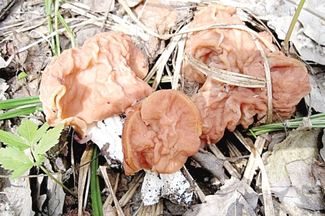 Строчок парящий.