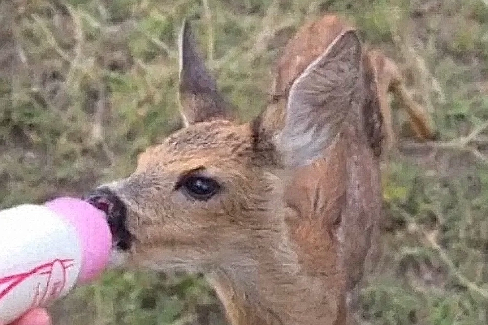 Общение с животными учит людей эмпатии.