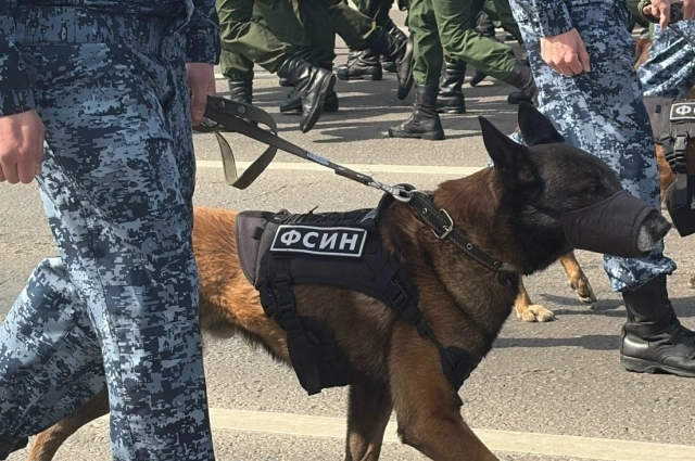 Сотрудники УФСИН пришли на марш с собаками.