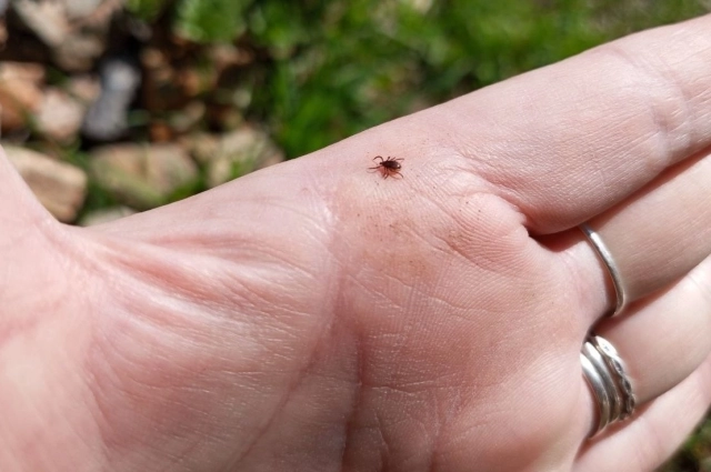 Клещи могут проснуться уже в конце марта.