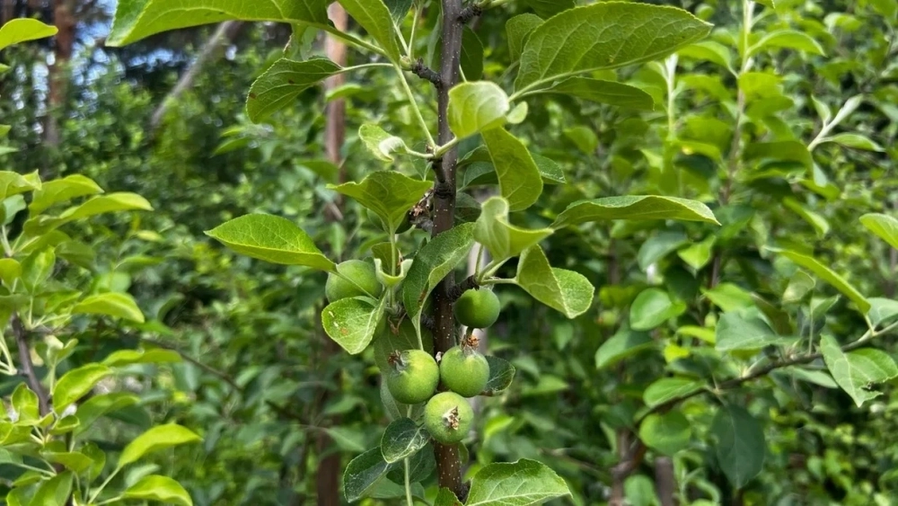 Яблоня - мировая культура.