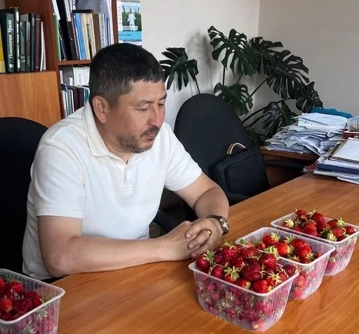 Дегустация новых гибридов земляники садовой.