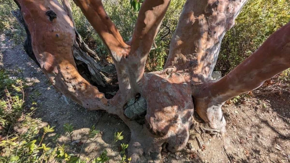 Земляничное дерево красное.