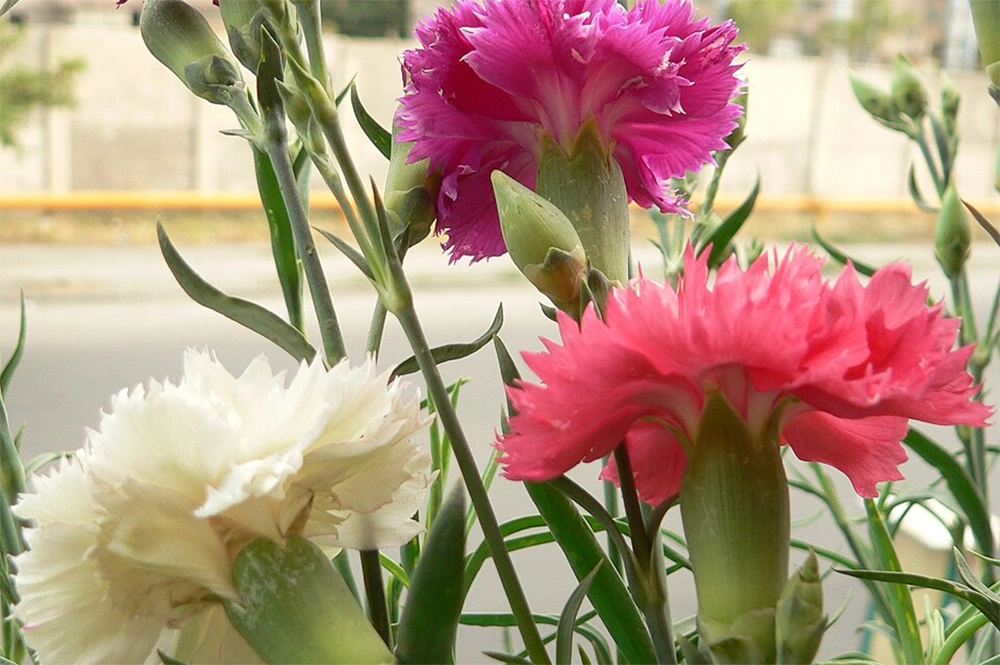 Гвоздика Шабо.