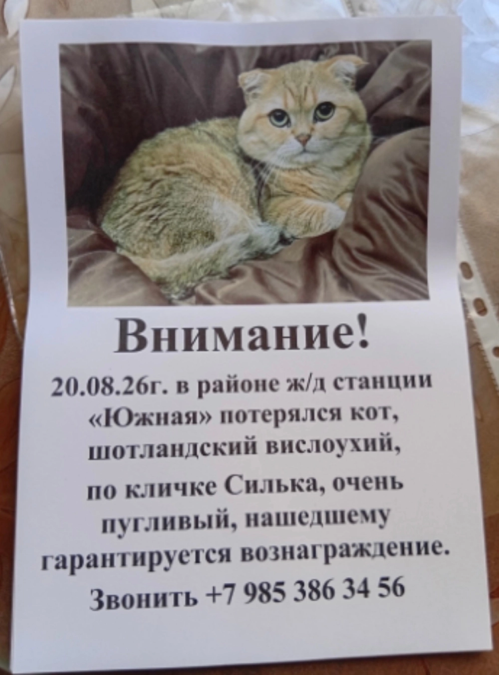 Жителей Керчи просят поискать Сильку. 
