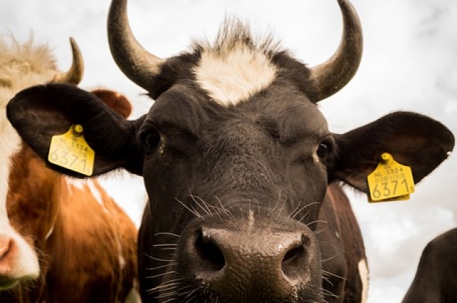 Бирки на ушах коров и телят тоже нужны для учета, в них содержится вся информация о животных.