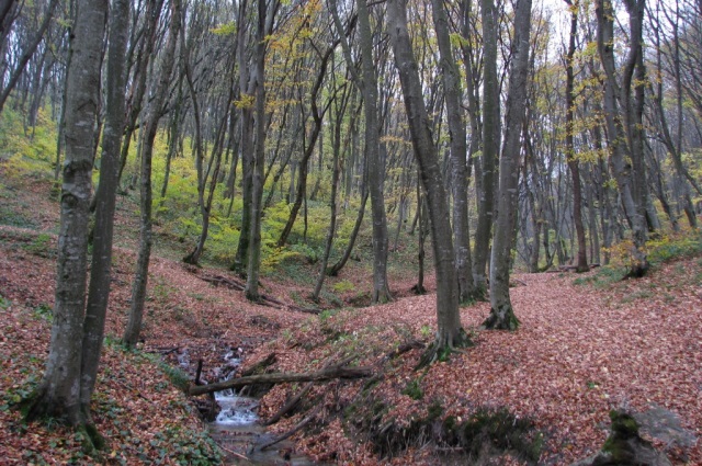 Площадь леса, покрытая растительностью, составляет 6743 гектаров.