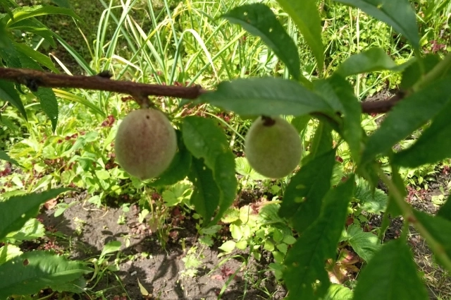 Персики должны поспеть в августе.
