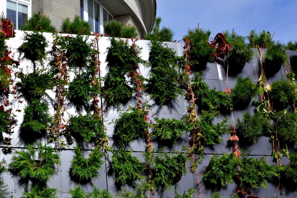 Хвойные растения выживут в уральском климате.