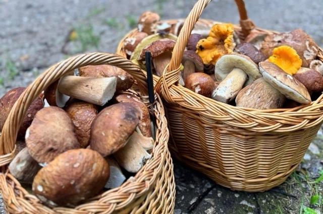 Врачи напоминают – если вы не уверены, безопасен ли этот гриб, лучше отказаться от его употребления в пищу. Также не стоит покупать непроверенные грибы у случайных продавцов, на стихийных рынках.