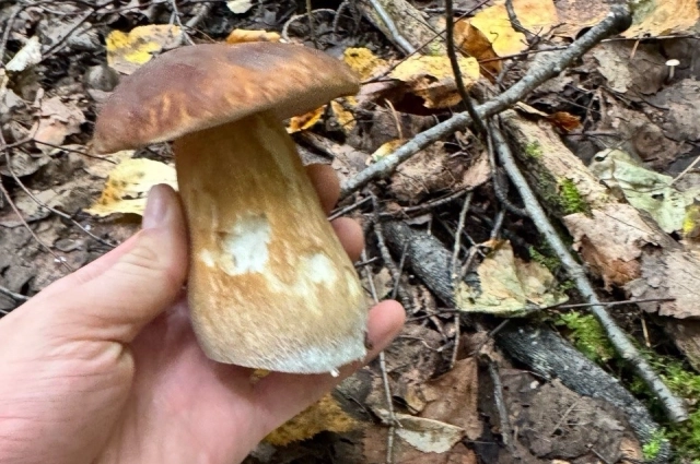 Основную массу пропавших составляют именно грибники.