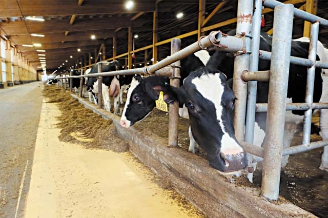 В 2025 г. объём бюджетной поддержки предприятий АПК края составил около 2,9 млрд руб. В этом году сумма возрастёт до 3,1 млрд руб.