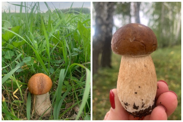 грибы, новосибирск