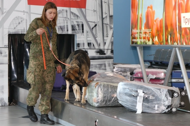 На красноярской таможне кинологи несут службу круглосуточно. Коллега Ольги Наталья Беляева и её питомец не подведут!