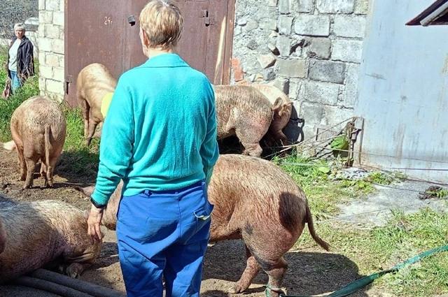 Никто из животных не пострадал.