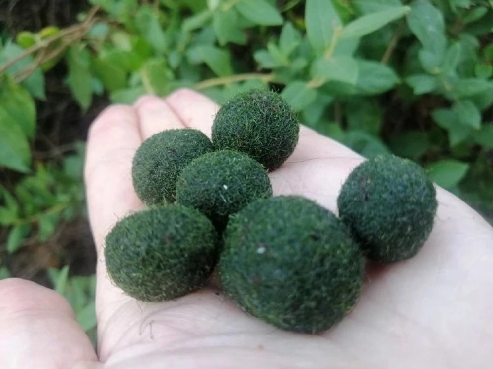 Вот такие шарики формирует из водорослей море.