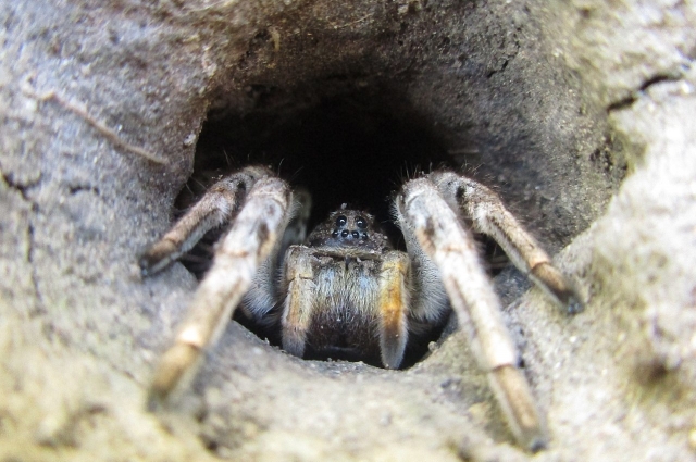 Тарантул, паук-оса и долгоножки. Какие пауки опасны для туляков | ПРИРОДА И  ЖИВОТНЫЕ | ОБЩЕСТВО | АиФ Тула