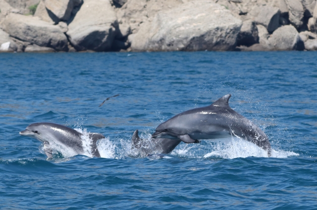 В Черном море водятся три вида дельфинов.