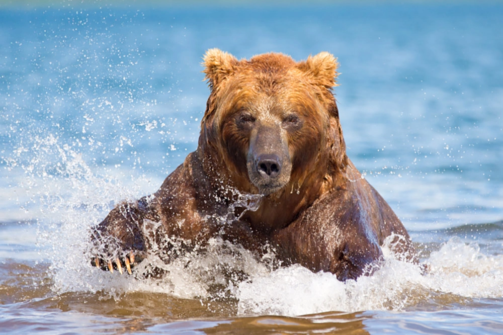 Внутренний жир.