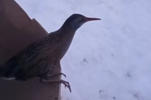 Спасенного от холода водяного пастушка белгородцы выпустили на волю на реке Разумная.