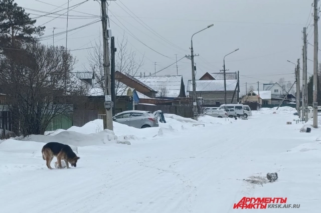 Местные больше озабочены бездомными собаками, а не судьбой Усольцевых.