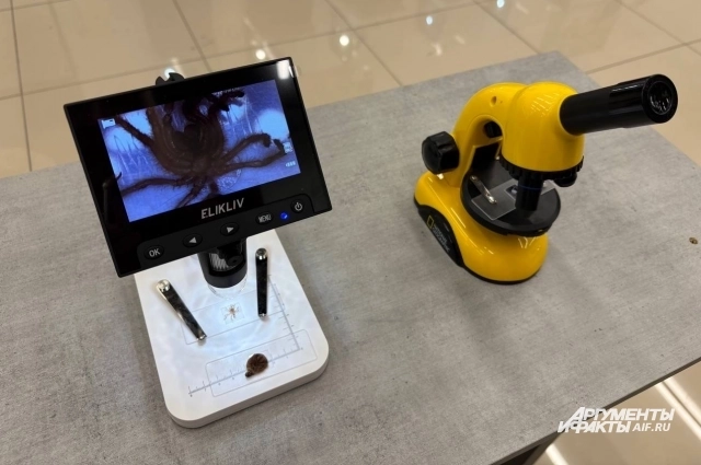 Под микроскопом можно посмотреть на глаза и строение паука.