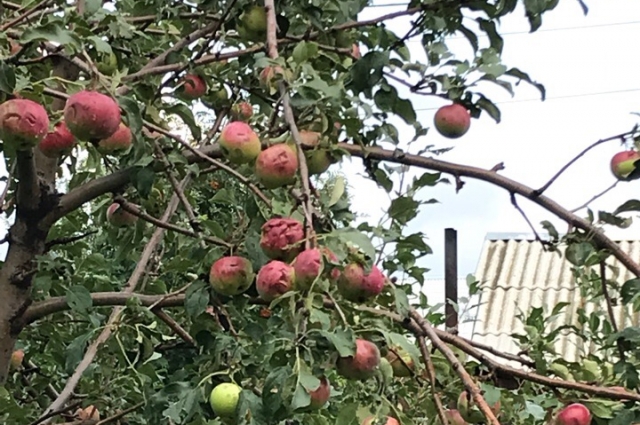 На яблоках отчетливо видны следы градин.