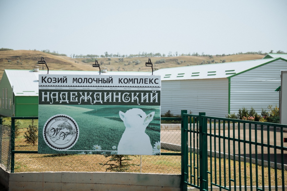 Буйволиное молоко будут перерабатывать в селе Надежде.