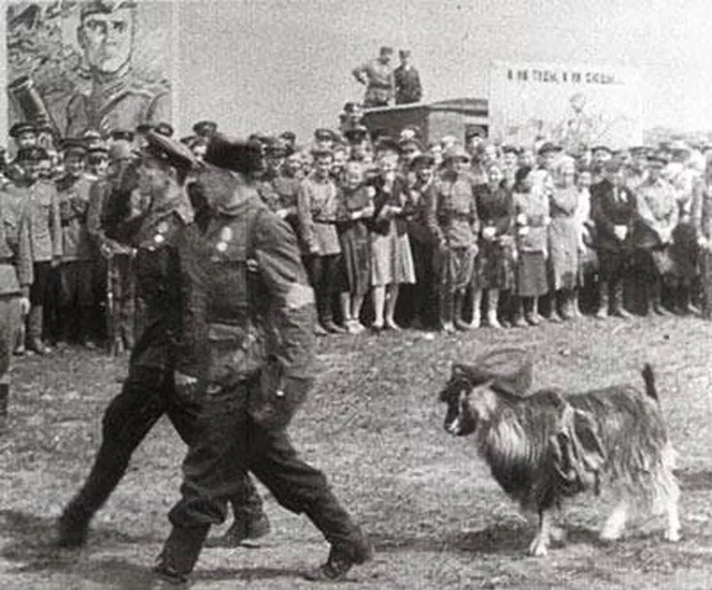 В минском параде принял участие живой козёл по кличке Малыш.