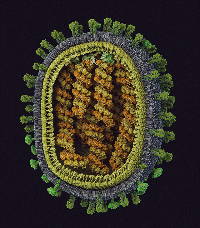 Научно достоверная модель вируса гриппа