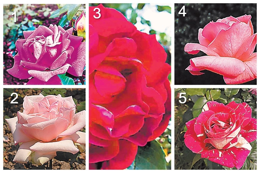 Сорта роз В. Клименко, З. Клименко и К. Зыкова: 1 «Климентина», 2 «Марина Стевен», 3 «Аджимушкай», 4 «Коралловый Сюрприз», 5 «Пёстрая Фантазия».