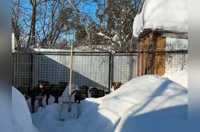 На фото собаки, напавшие на пенсионера.