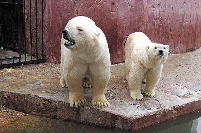 В 1997 г. в Пермь из Казани белому медведю, красавцу Юкону, привезли молодую жену – медведицу Амдерму.