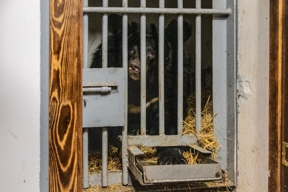 Даже во время спячки медведи не против полакомиться.