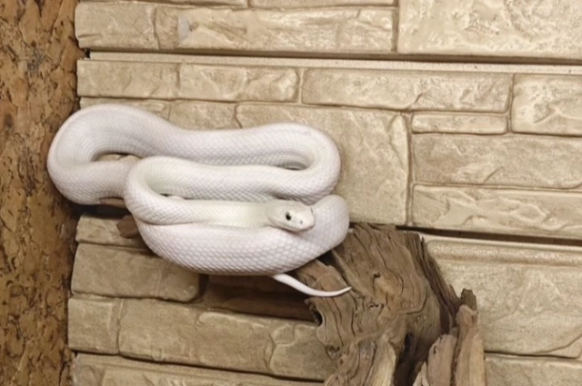 Белый и загадочный