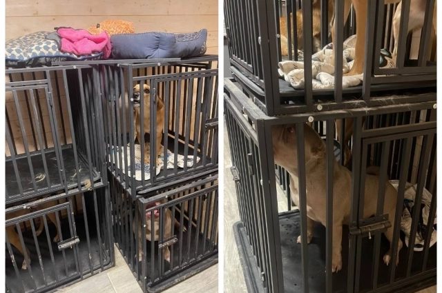 Хозяевам животных обещали простор, а на самом деле питомцев держали в тесных клетках без еды и воды.