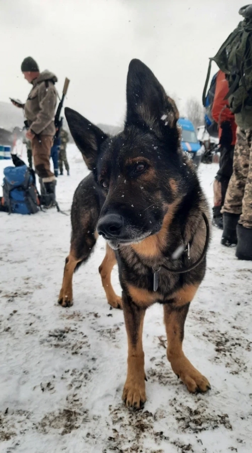 На третий день исчезновения к поискам привлекли кинологов.