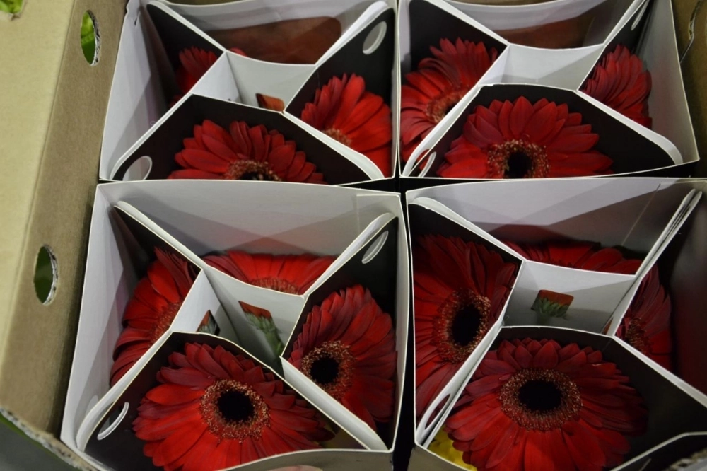 Некоторые уральцы обожают герберы за их яркий, насыщенный цвет.