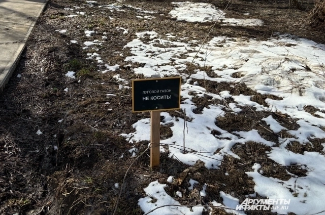 В Перми продвигают тему создания луговых газонов. 