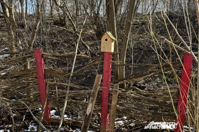 Сад — это дом, для множества птиц. 