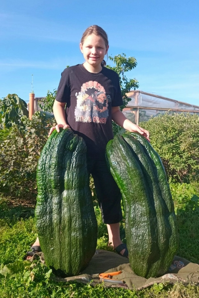 Кабачки выросли знатные. 