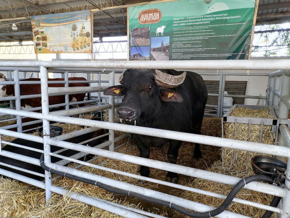 В Александровском округе создана буйволиная ферма.