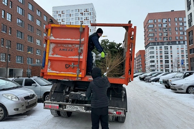 В Свердловской области начинается сбор новогодних деревьев на переработку