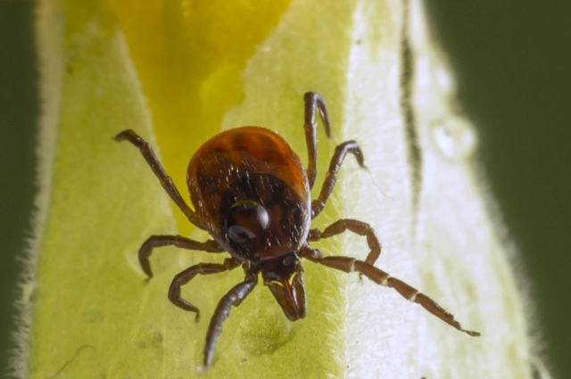 Клещ пьёт кровь три раза за жизнь.